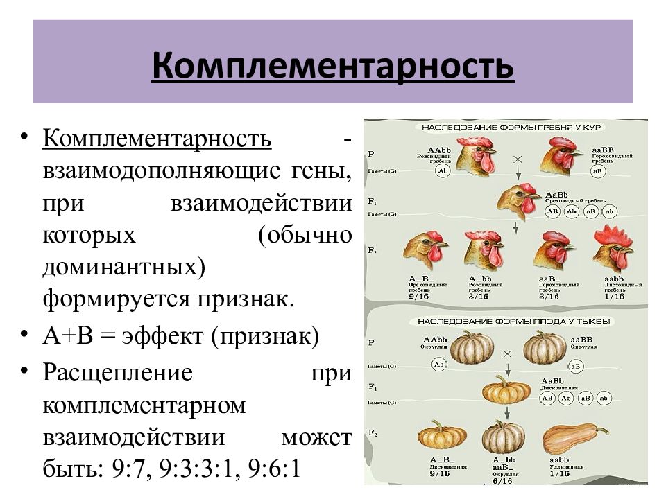 Виды генов. Полимерия и комплементарность. Наследование признаков неаллельных генов. Взаимодействие аллельных генов, взаимодействие неаллельных генов. Комплементарность неаллельные взаимодействия.