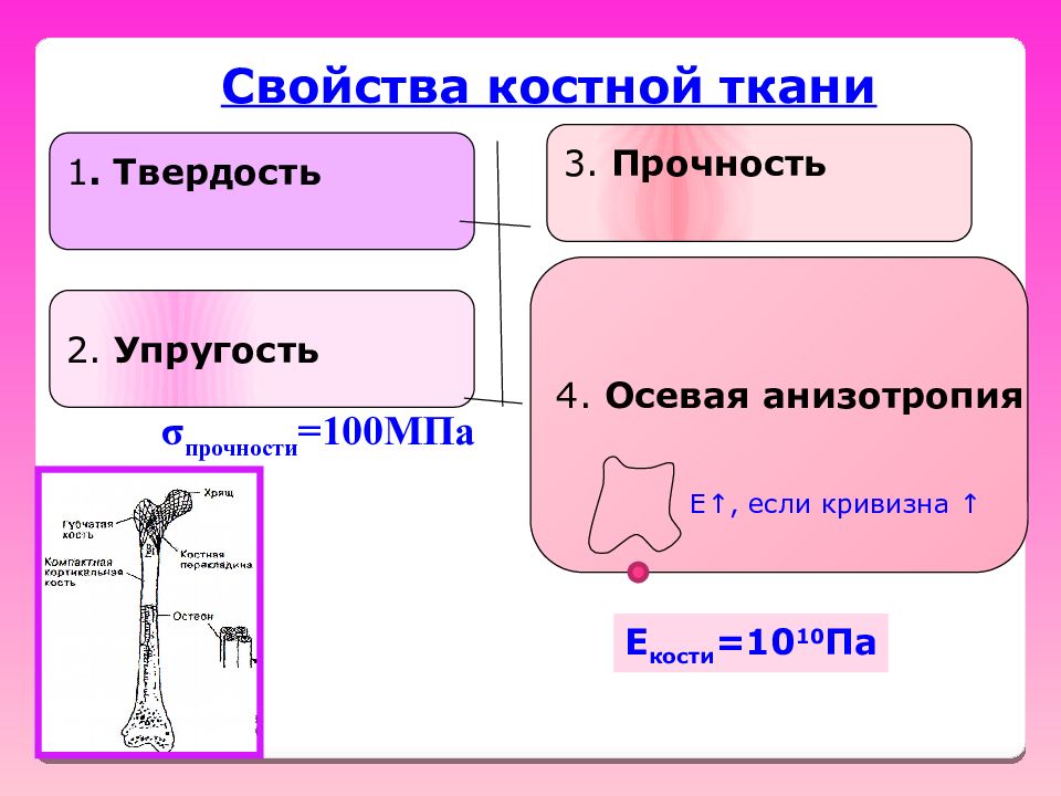 Твердость кости. Свойства костной ткани. Характеристика костной ткани. Механические свойства кости. Характеристика клмтнойх тканей.