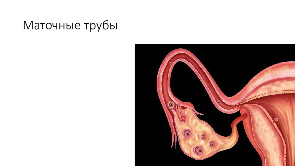 Фаллопиевы трубы. Фаллопиевы трубы анатомия. Отделы маточной трубы анатомия. Маточные трубы. Ампулярном отделе маточной трубы.