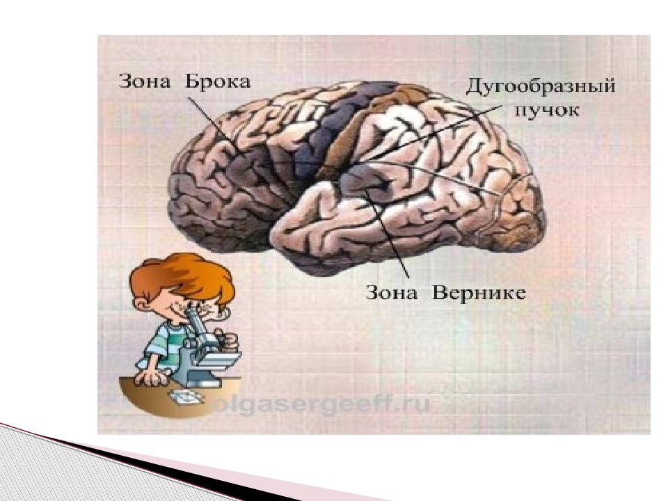 Презентация анатомо физиологические механизмы речи