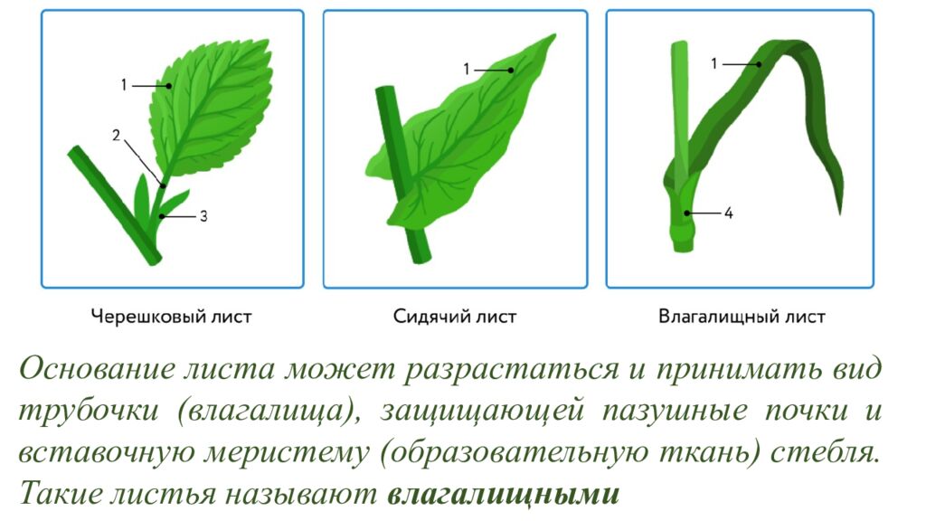 Особенности внешнего и внутреннего строения листа