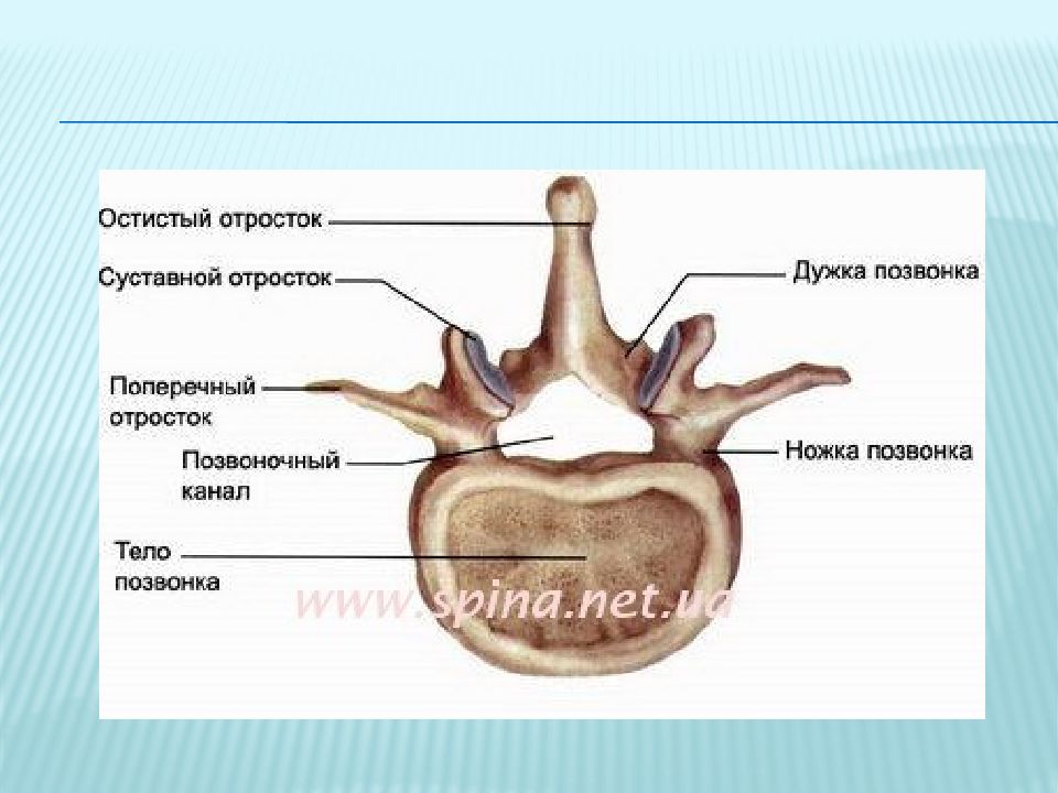 Образования тел позвонков