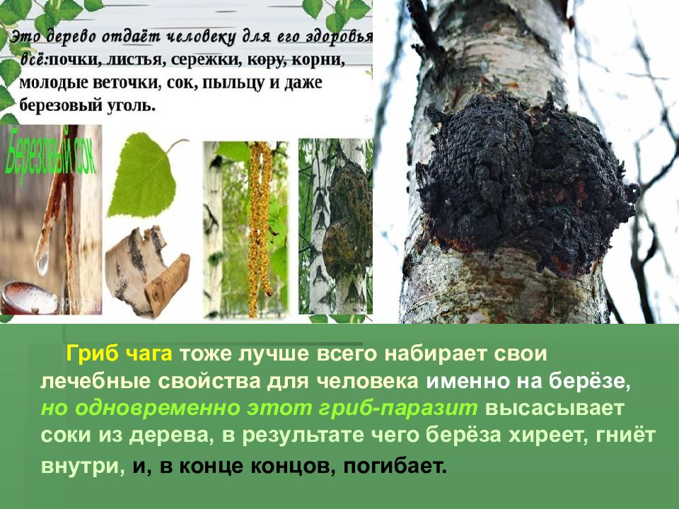 Почки березы. Модификационная изменчивость листа березы. Какие факторы влияют на березовый лист. Описать лист березы. Болезни листьев березы.