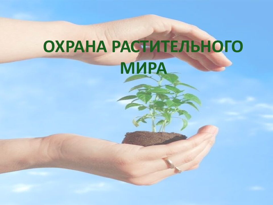 ОХРАНА РАСТИТЕЛЬНОГО МИРА