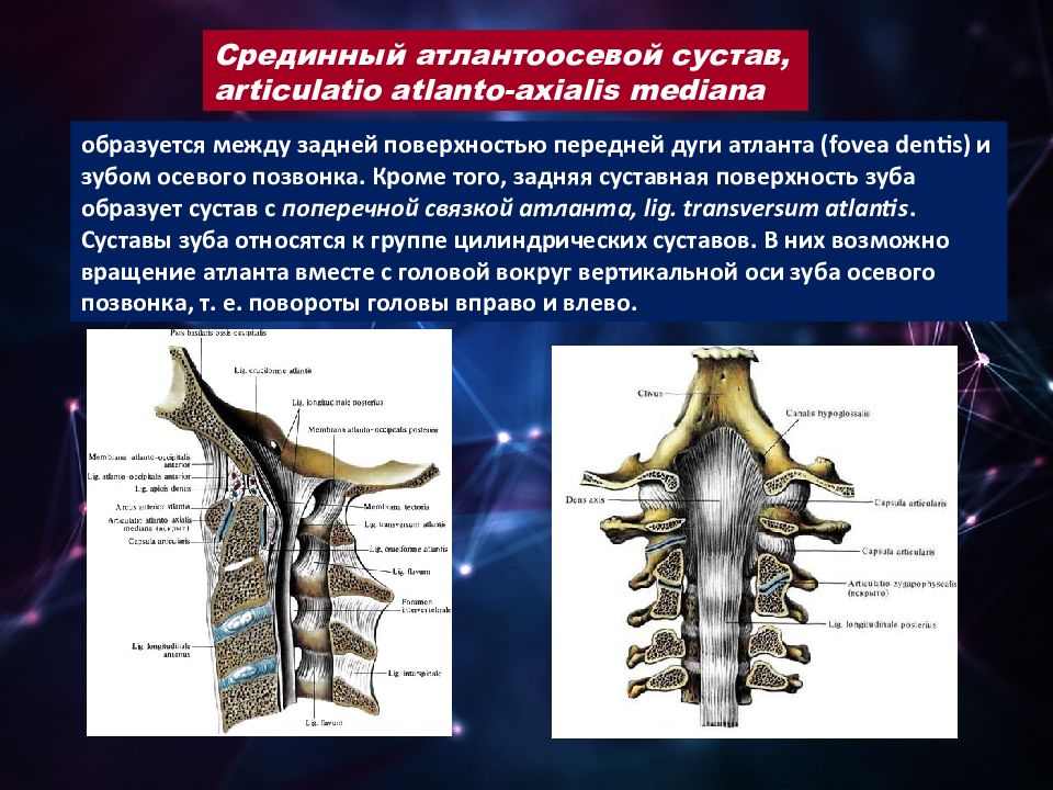 Атланто аксиальный сустав. Латеральный атлантоосевой сустав движения. Атлантозатылочный и атлантоосевой суставы. Связочный аппарат атланто осевого сустава. Латеральный атлантоосевой сустав характеристика.