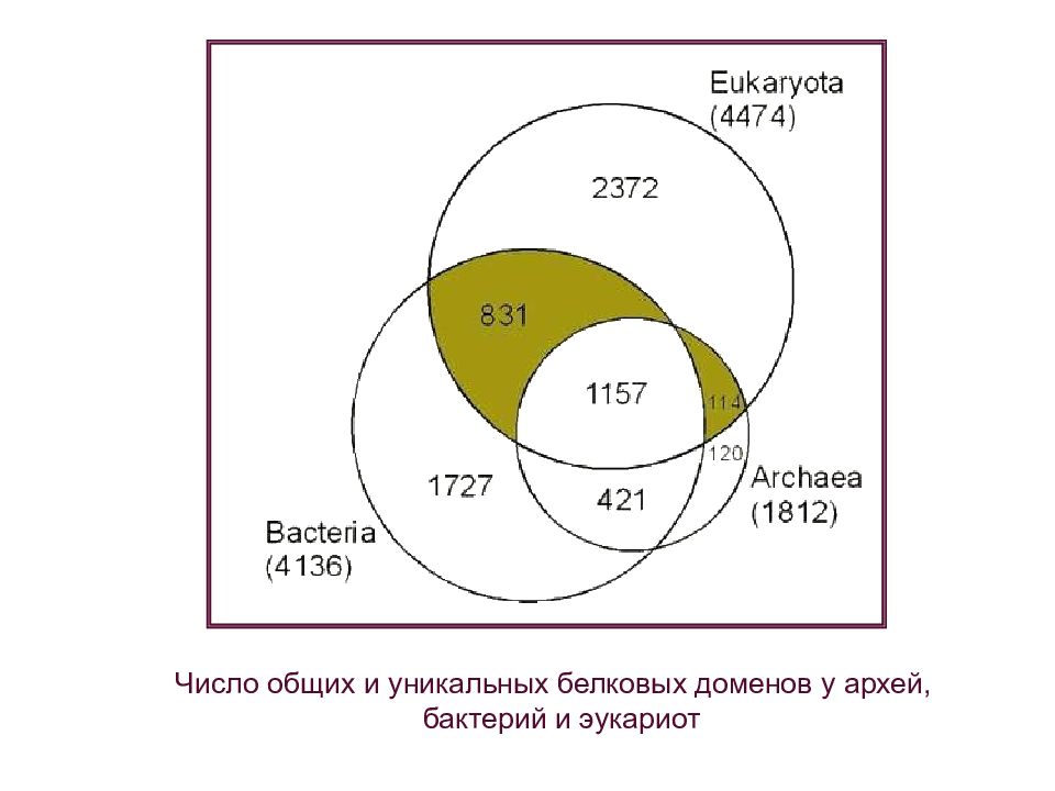 Общий уникальный. Система Eukaryota. Diaphoretikes.