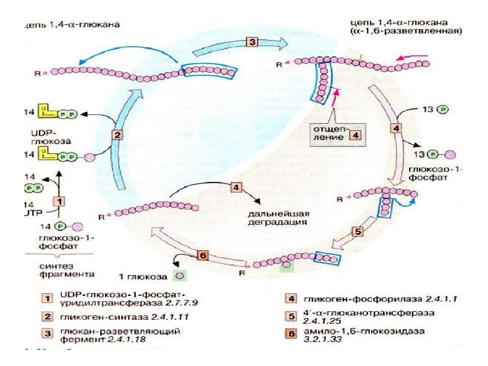 Обмен углеводов биохимия презентация