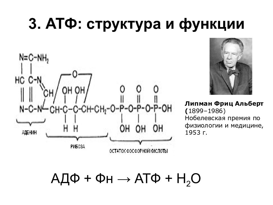 3 строение атф. АТФ структура и функции. АТФ хим структура. АТФ АДФ функции. Структура АТФ биохимия.