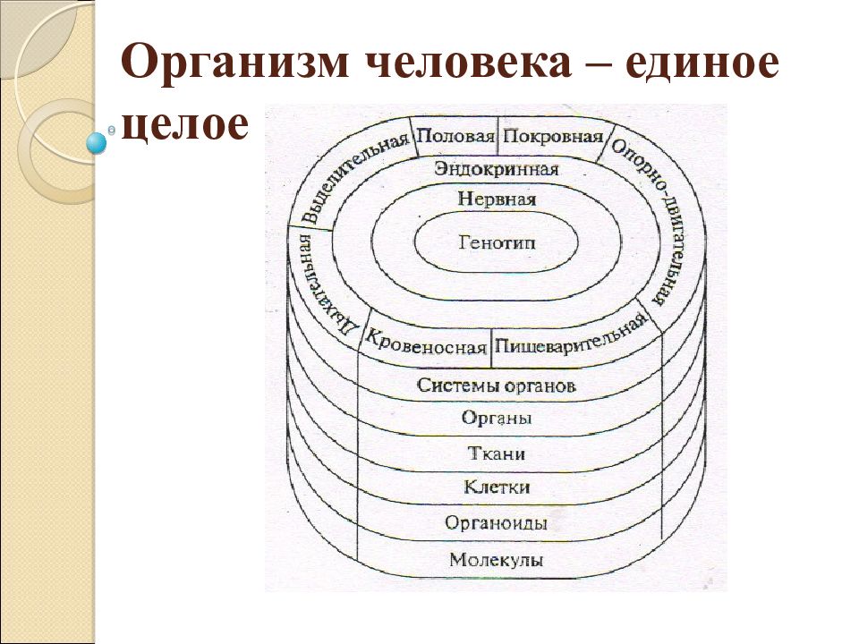 Презентация по биологии 6 класс организм единое целое