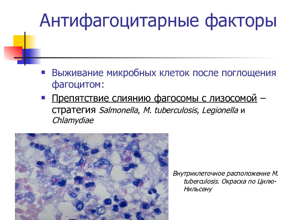 Факторы патогенности сибирской язвы. Антифагоцитарные факторы бактерий. Факторы патогенности бактерий. Антифагоцитарные факторы механизм. Факторы патогенности сальмонелл.