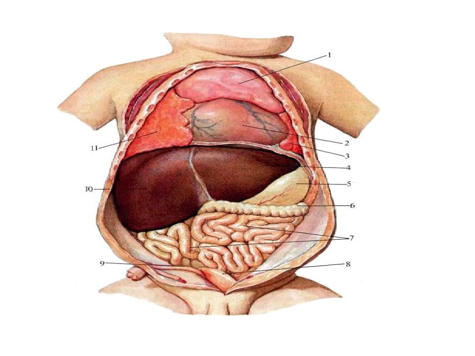 Брюшная полость ребенка