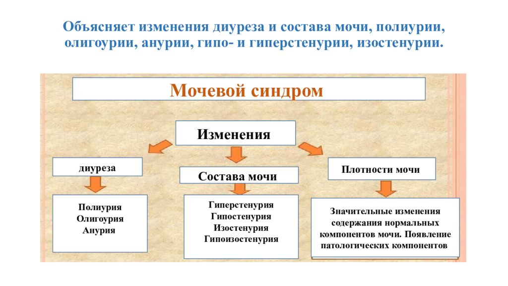 Объясните изменения. Гиперстенурия механизм развития. Гипостенурия патогенез. Полиурия, олигоурия, анурия, причины и механизмы развития.. Нарушение состава мочи.