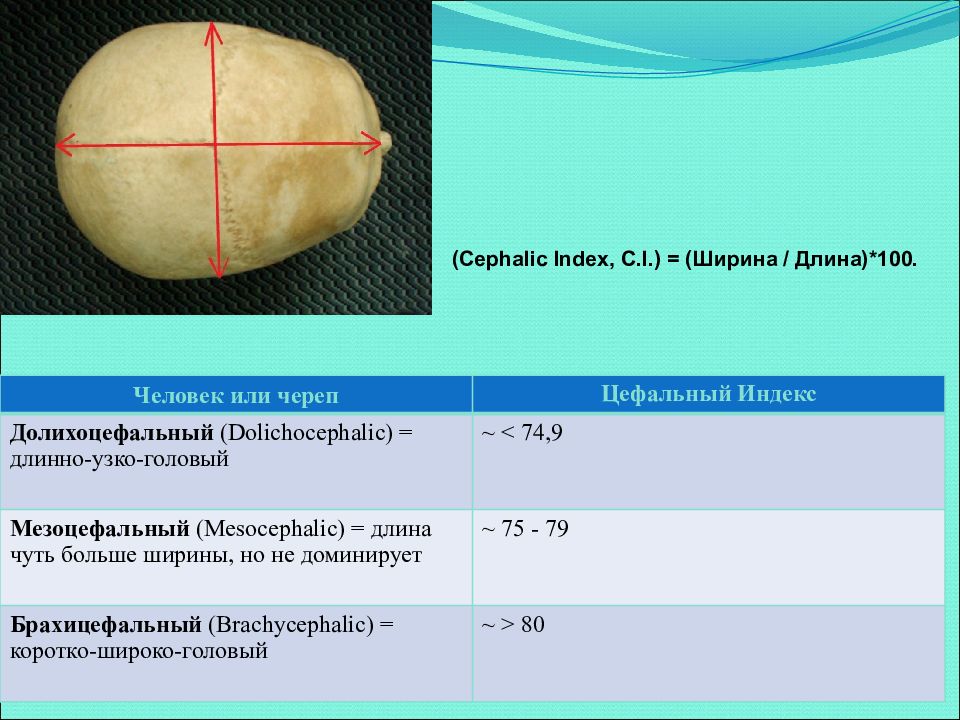 Развитие черепа в онтогенезе индивидуальные возрастные. Цефальный индекс. Цефальный индекс Ломброзо. Цефальный индекс черепа. Длина и ширина черепа.