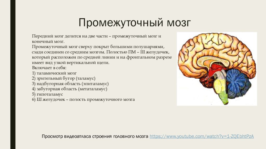 Промежуточный отдел функции. Промежуточный мозг части строение функции. Промежуточный мозг строение и функции. Отделы промежуточного мозга 3. 1. Промежуточный мозг: строение, функции.