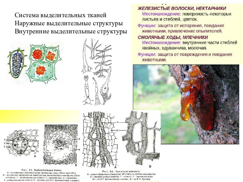 Выделительные ткани. Млечники выделительная ткань. Выделительная ткань растений строение местонахождение функции. Выделительная ткань растений строение. Выделительные ткани растений нектарники.