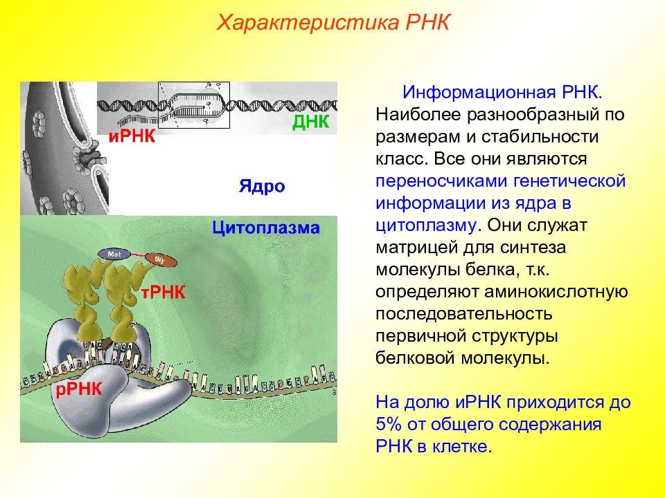 Свойства ирнк. Характеристика РНК. ИРНК характеристика. ИРНК функции. ИРНК ТРНК РРНК характеристики.