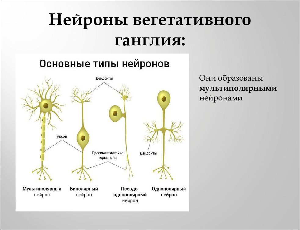 Вегетативные нейроны. Нейроны вегетативных ганглиев. Вегетативные Нейроны локализованы. Локализация нейронов. Тела нейронов располагаются в ганглиях.