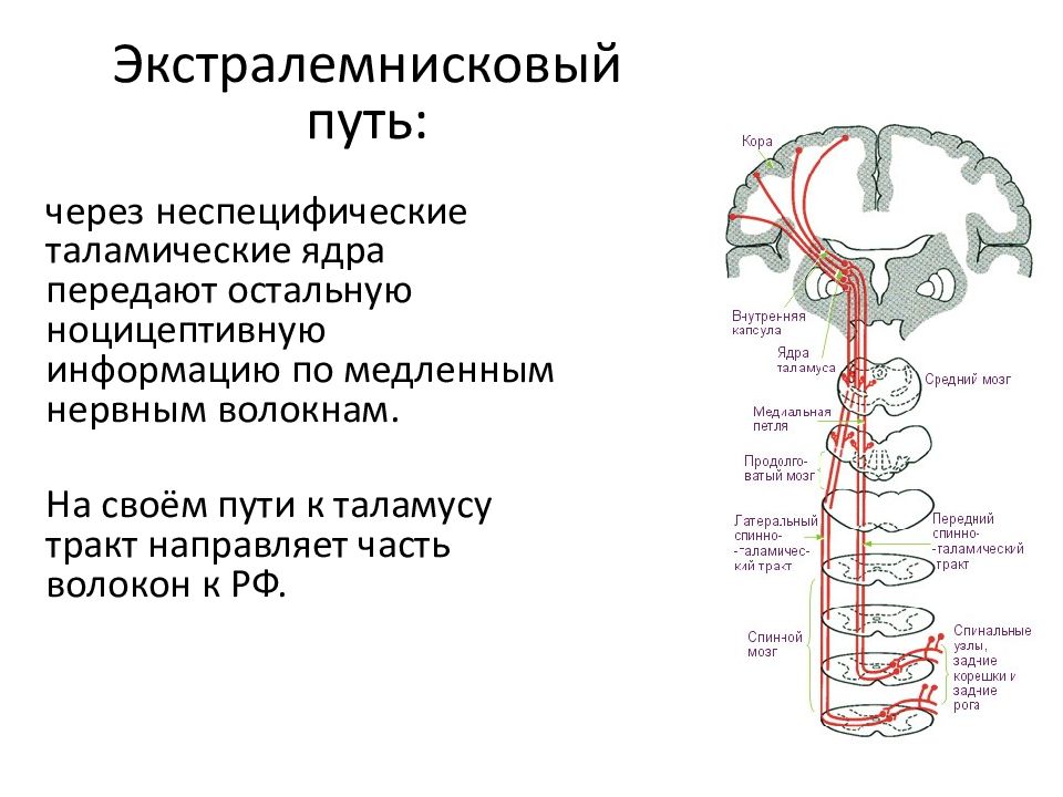 Неоспиноталамический путь схема