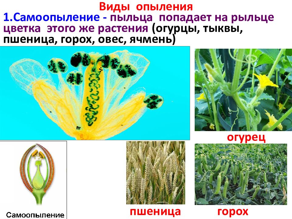 Чистые линии растений получают путем самоопыления. Жизнедеятельность растений.