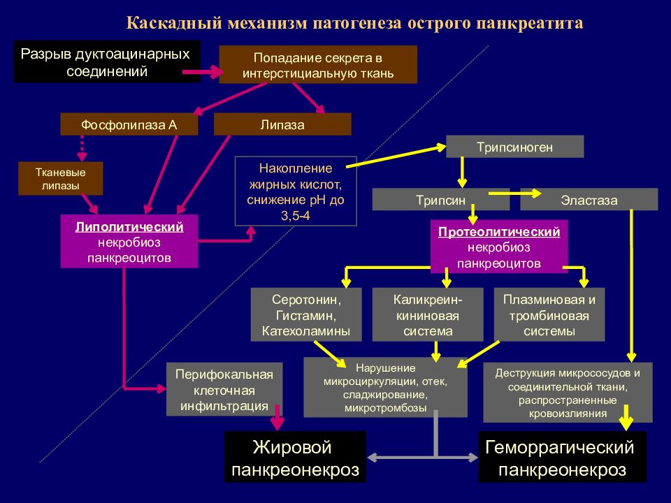 Схема патогенеза хронического патогенеза