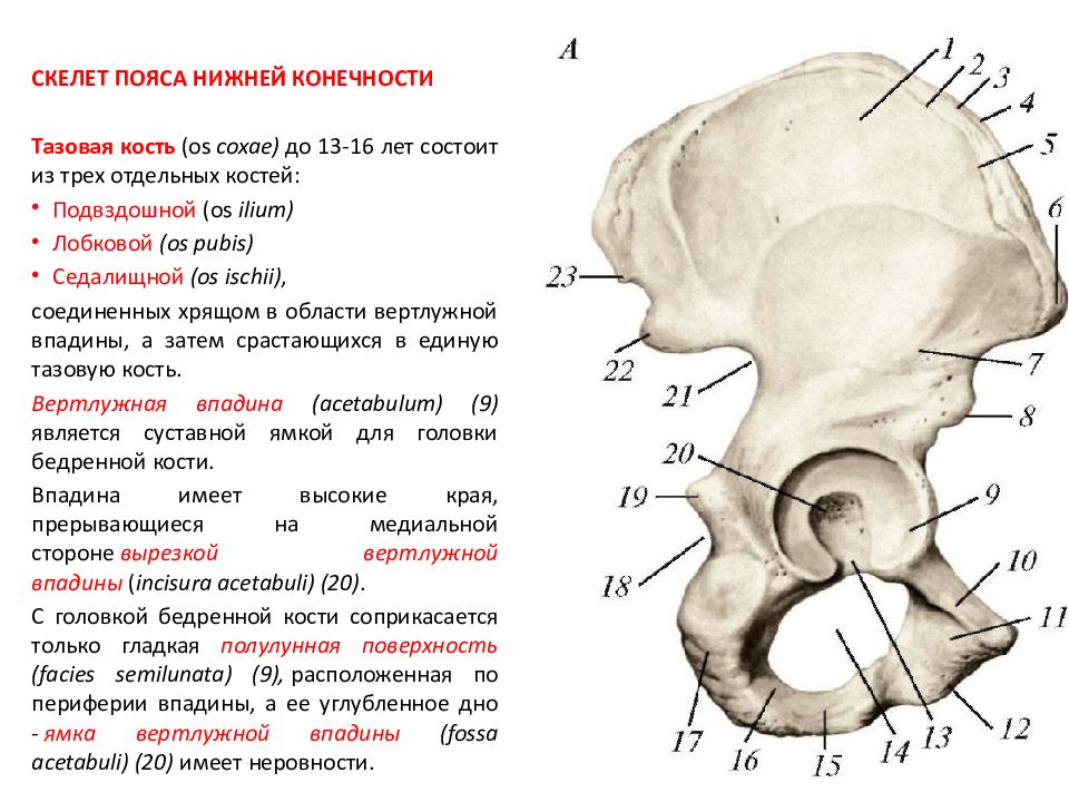 Кости скелета пояса нижней конечности