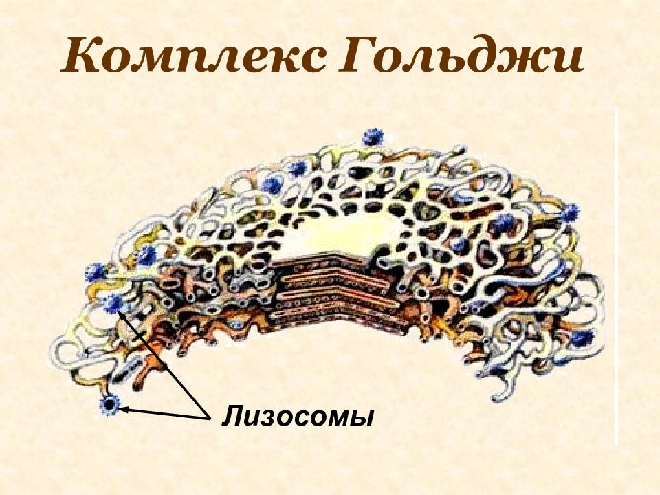 Лизосомы гистология. Комплекс Гольджи Лизослма. ЭПС аппарат Гольджи лизосомы. Образование лизосом в комплексе Гольджи. Комплекс Гольджи в нервных клетках под микроскопом.