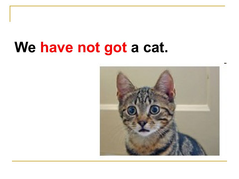 Ann has got a cat. I have got a Cat. Cat has got. We have got a Cat. Have you got a Cat.