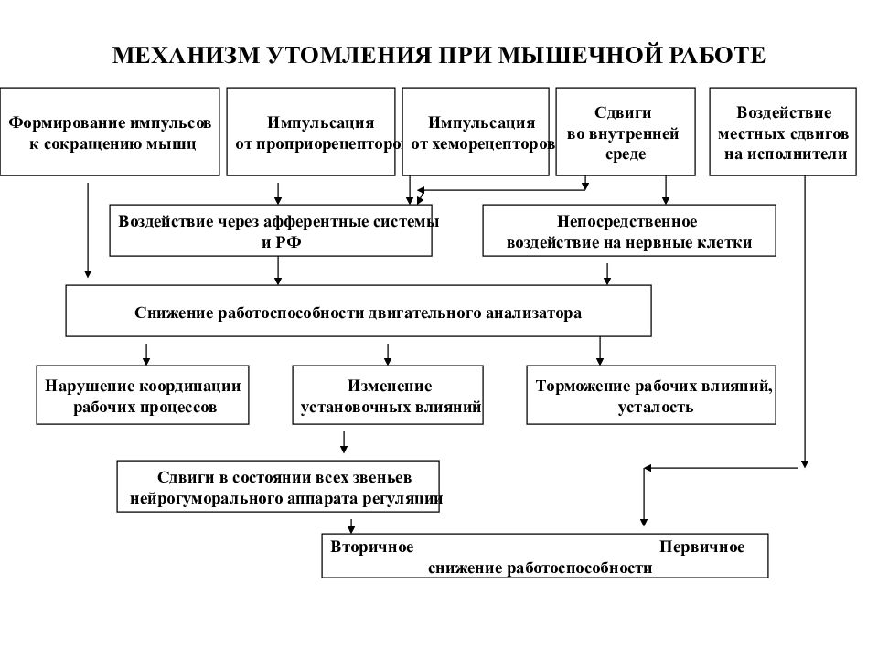 Рабочие функциональные состояния. Виды функциональных состояний. Классификация функциональных состояний организма человека:. Характеристика функциональных состояний. Функциональная характеристика человека.