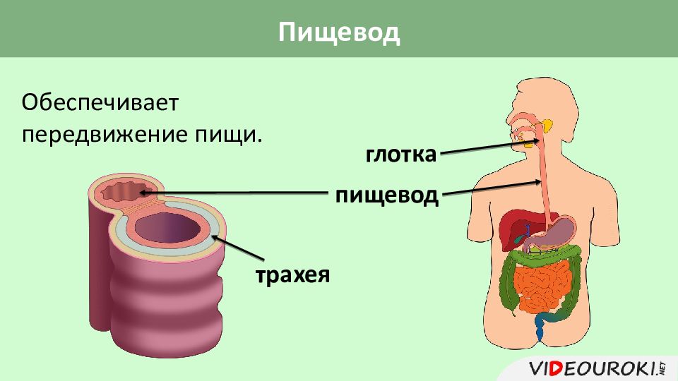 Трахея и пищевод схема у человека фото