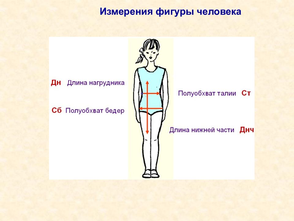 Человеческое измерение. Измерение фигуры человека. Измерение фигурычеловнка. Снятие мерок для фартука 5 класс. Измерение фигуры человека снятие мерок.