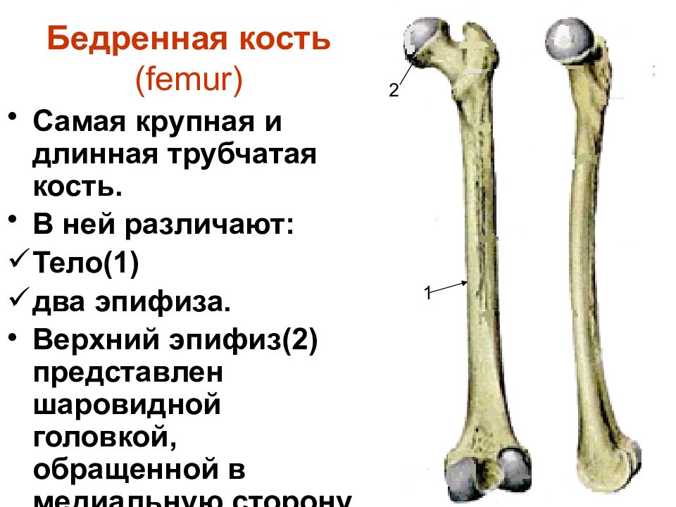 Бедренная кость на скелете. Скелет нижних конечностей. Скелет нижних конечностей и их соединения. Надколенник это трубчатая кость.