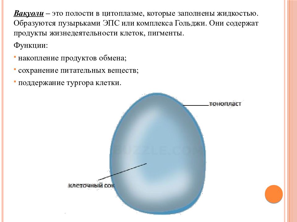 Вакуоль строение рисунок