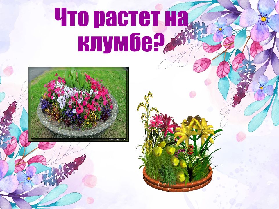 Что растет на клумбе