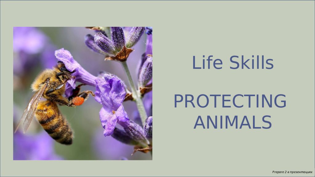 Prepare 2 в презентациях Life Skills PROTECTING ANIMALS