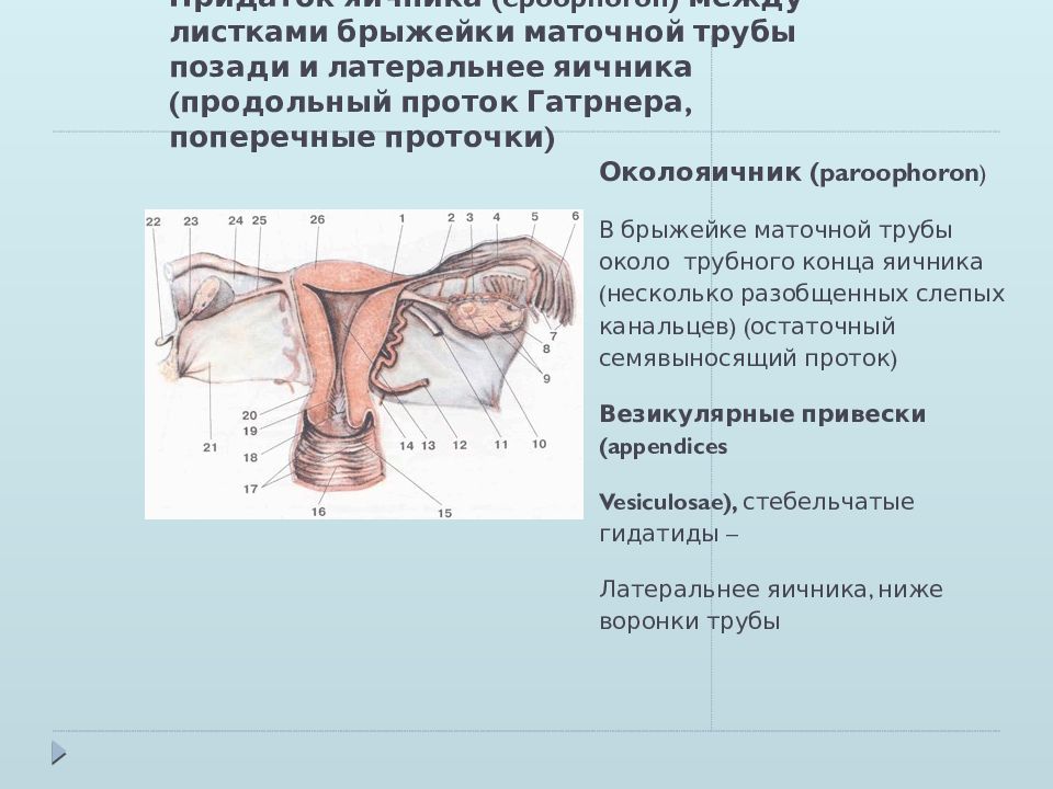 Маточные трубы рисунок анатомия