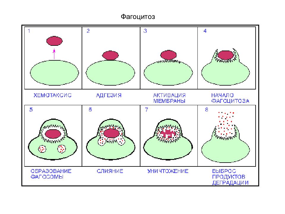 Процесс фагоцитоза рисунок