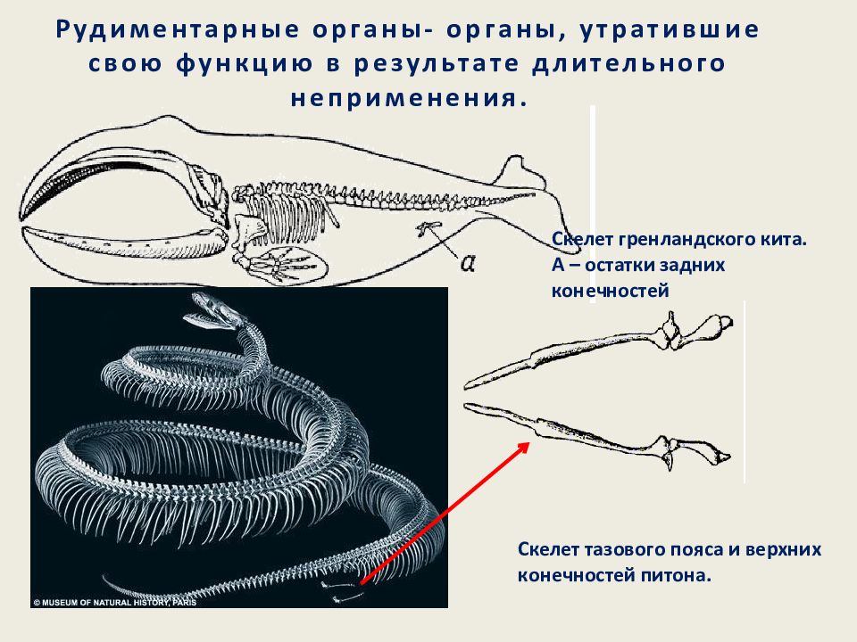 Конечности питона рудимент. Рудиментарные органы животных. Доказательства эволюции животных. Рудименты задних конечностей у питона.