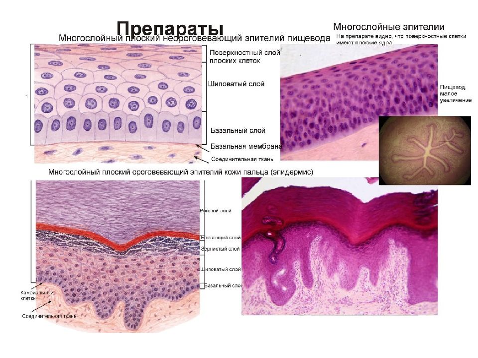 Эпителиальной клеткой является. Секреторная эпителиальная ткань. Эпителиальный слой кожи. Эпителиальная ткань слои. Мембрана эпителиальной ткани.