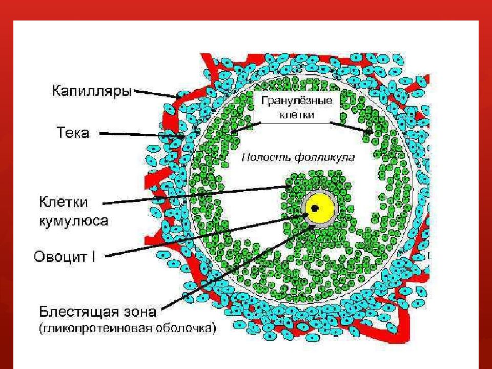 Клеточная зона. ТЕКА клетки яичника. ТЕКА оболочка фолликула. Строение яйцеклетки фолликулярные клетки. Строение яичника ТЕКА клетки.