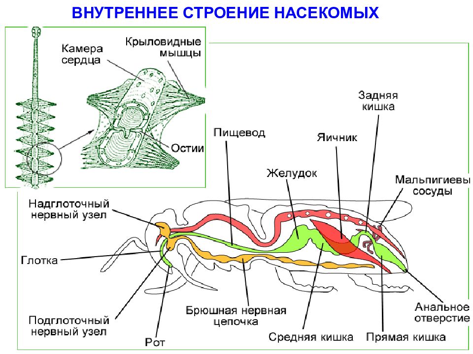 Нервная система насекомых презентация