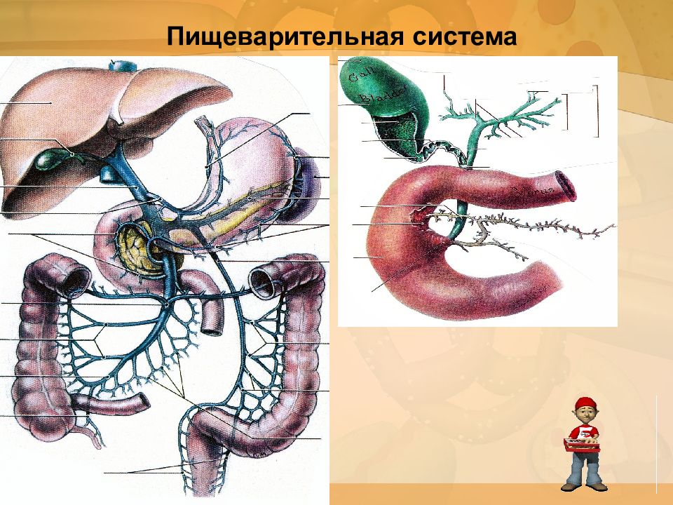 Пищеварительная система егэ рисунок