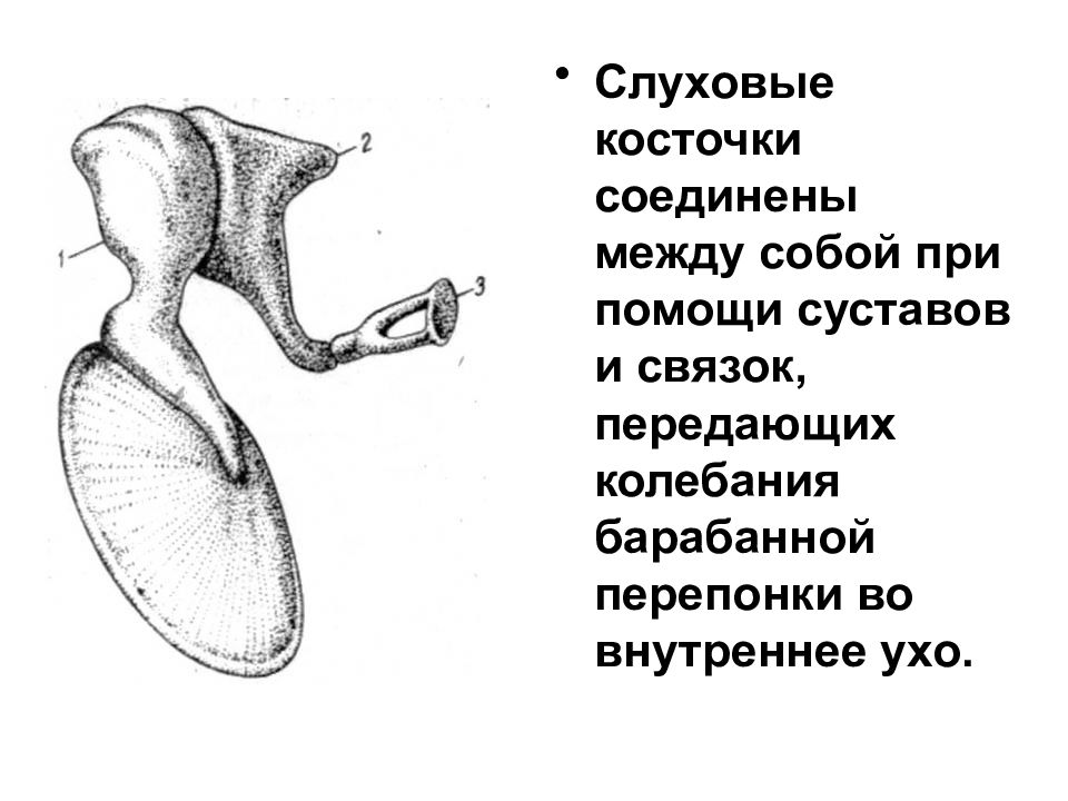 Слуховые косточки картинка