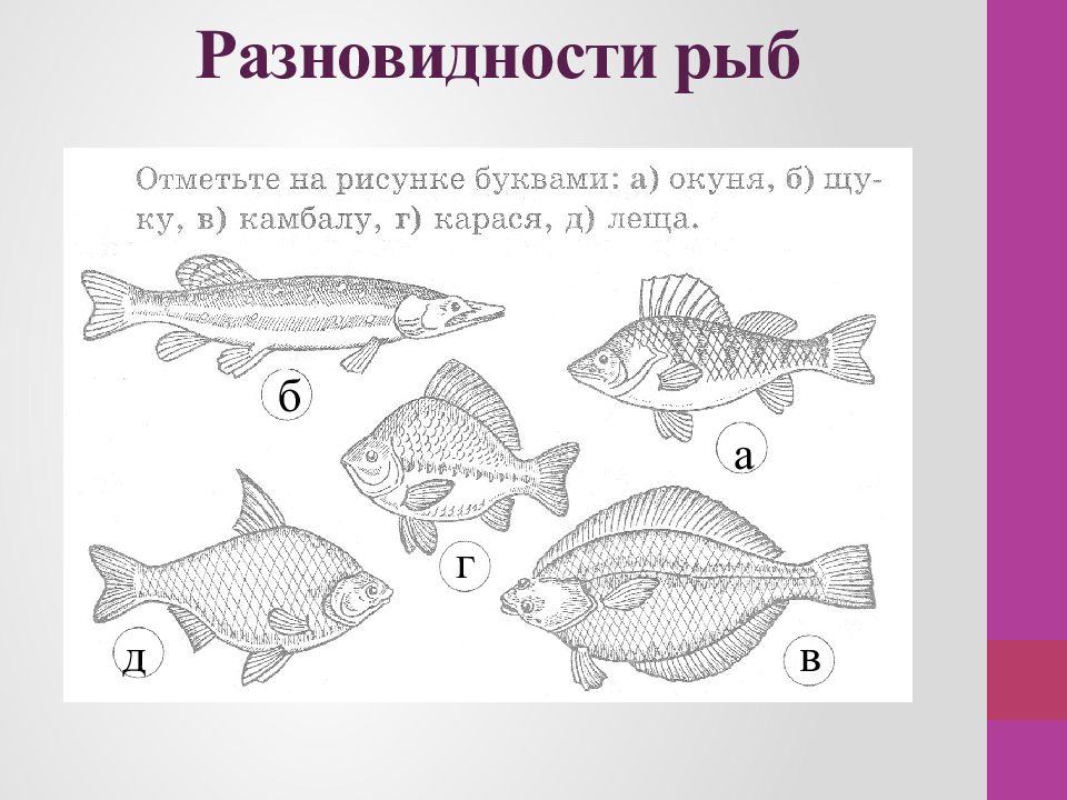 Задачи рыб. Рыбные продукты задания для детей. Виды рыб таблица. Виды рыб рисунок. Виды рыб презентация.