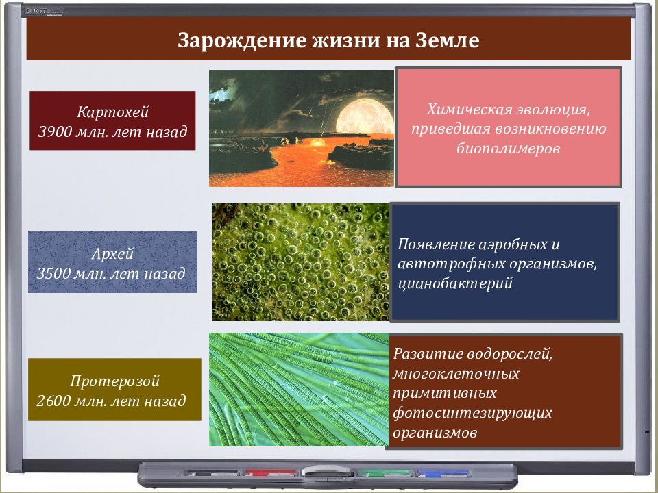 3500 млн лет. Эволюция. Растения. Эволюция растений на земле. Эволюция растений ОГЭ. Эволюция растений книга.