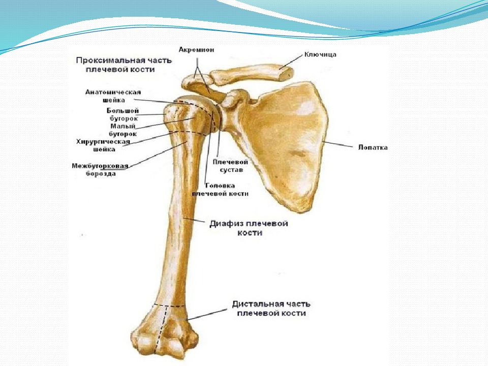 Проксимальный отдел плеча. Переломы бугорков плечевой кости. Плечевая кость перелом бугорка. Плечевая кость большой бугорок перелом. Перелом малого бугорка плечевой.