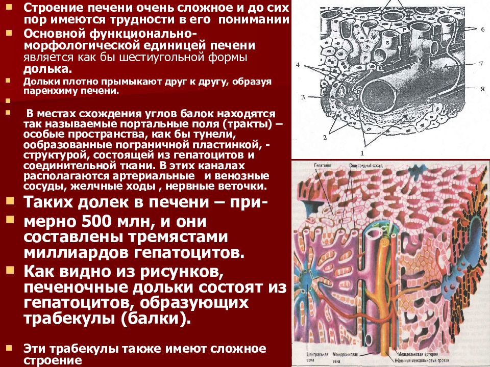 Печень строение и функции. Строение печени собаки. Гепатоцит строение гистология. Строение печеночной дольки анатомия. Структура печени гистология долька.