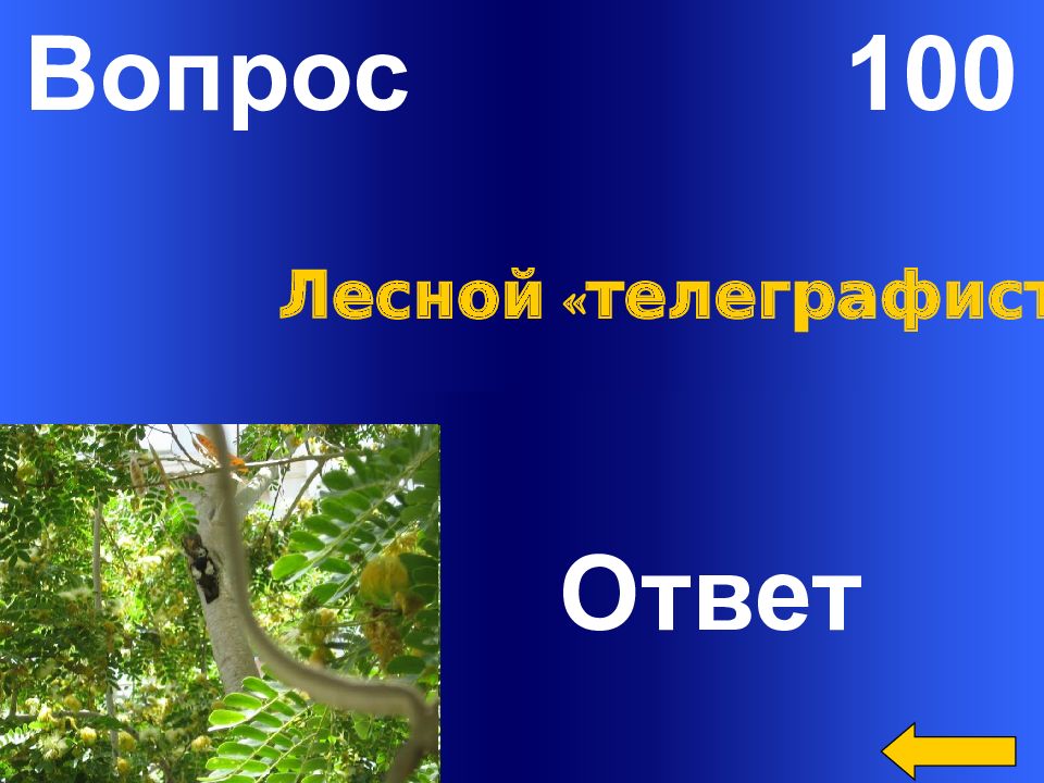 Лес вопросы. Вопросы про лес. Лесной телеграфист. Вопросы про лес с ответами. Лесная 100.