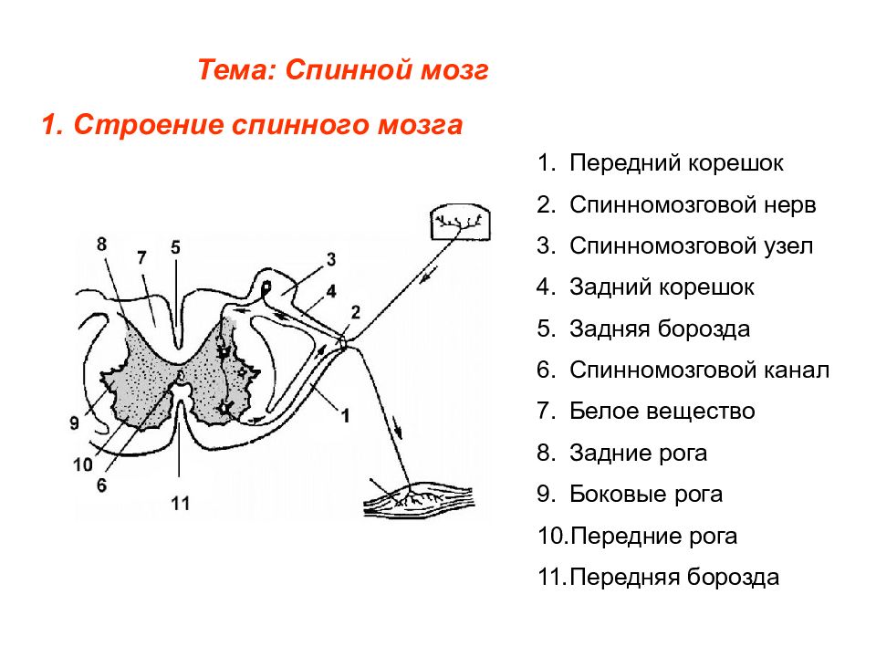 Под цифрой 7 на рисунке обозначены спинной мозг