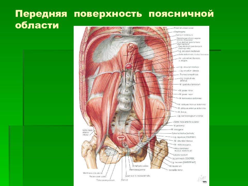 Презентация топографическая анатомия