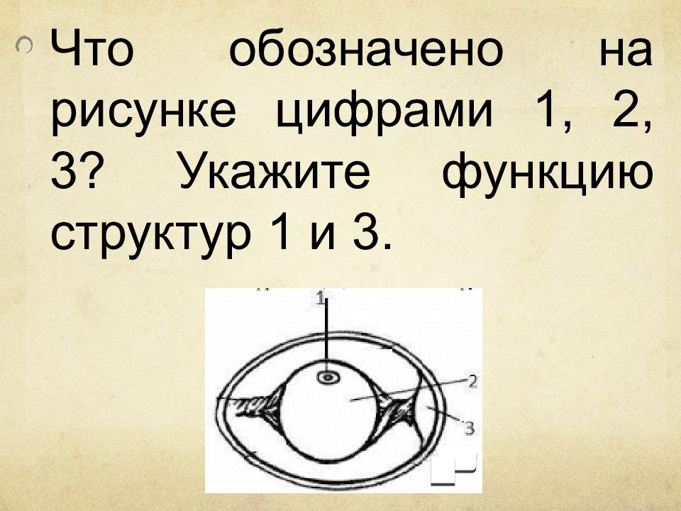 На рисунке 1 цифрой 2 обозначено. Что обозначено на рисунке цифрами 1.2 3. Что обозначено на рисунке цифрами 1,2, 3? Укажите функцию структур 1 и 3.. Что обозначено на рисунке цифрами 1 2 3 укажите функцию. Что обозначено на рисунке цифрами 1.2 3 укажите функцию структур.